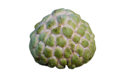 Custard Apple