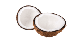 Coconut