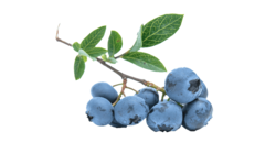 Blueberries