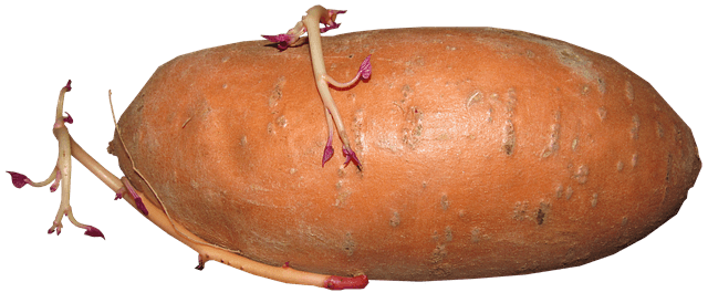 image d'une patate douce